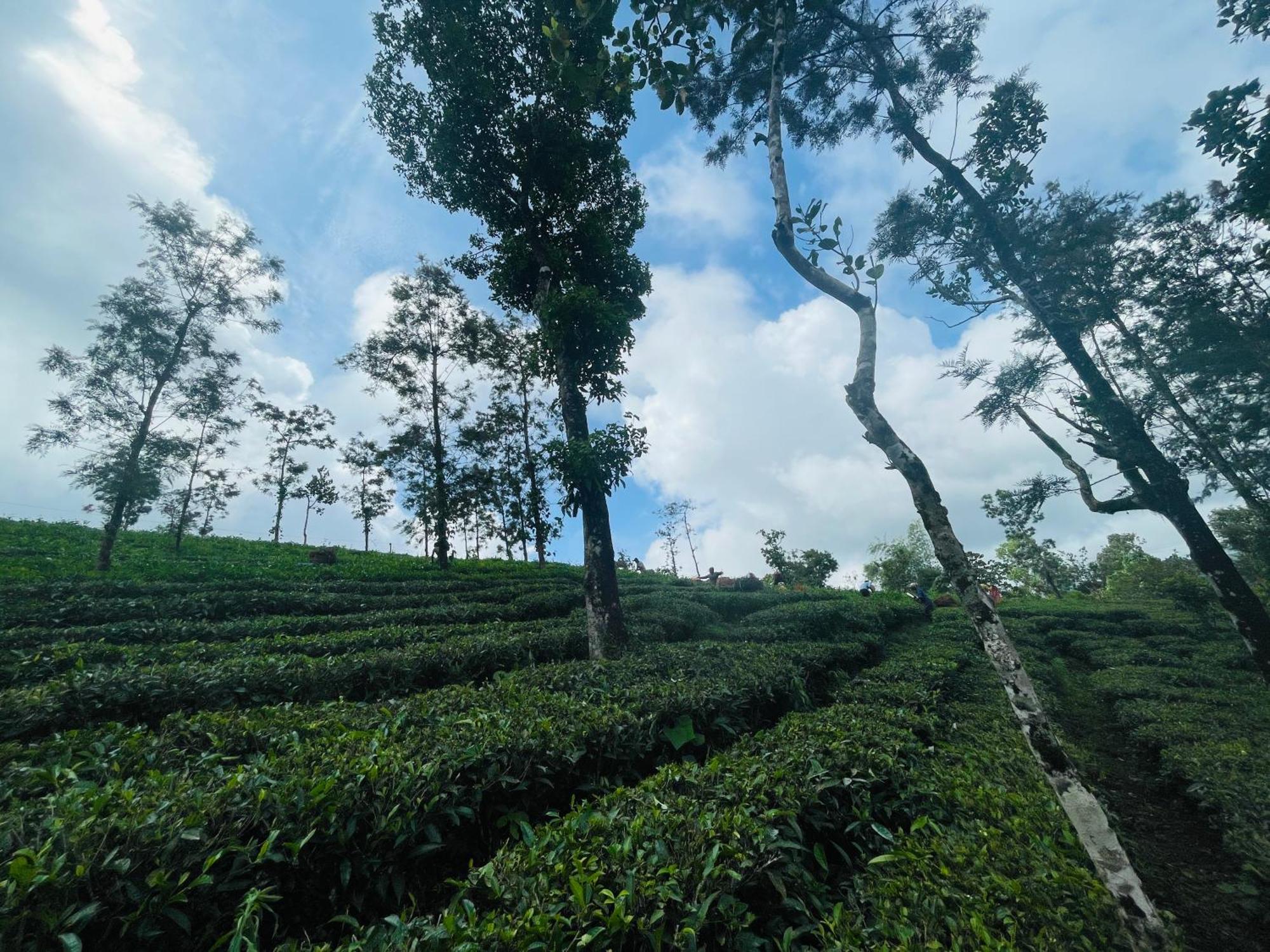 Best Mist Idukki Extérieur photo